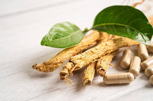 Panax Ginseng